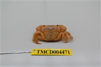 藏品(平背蜞)的圖片